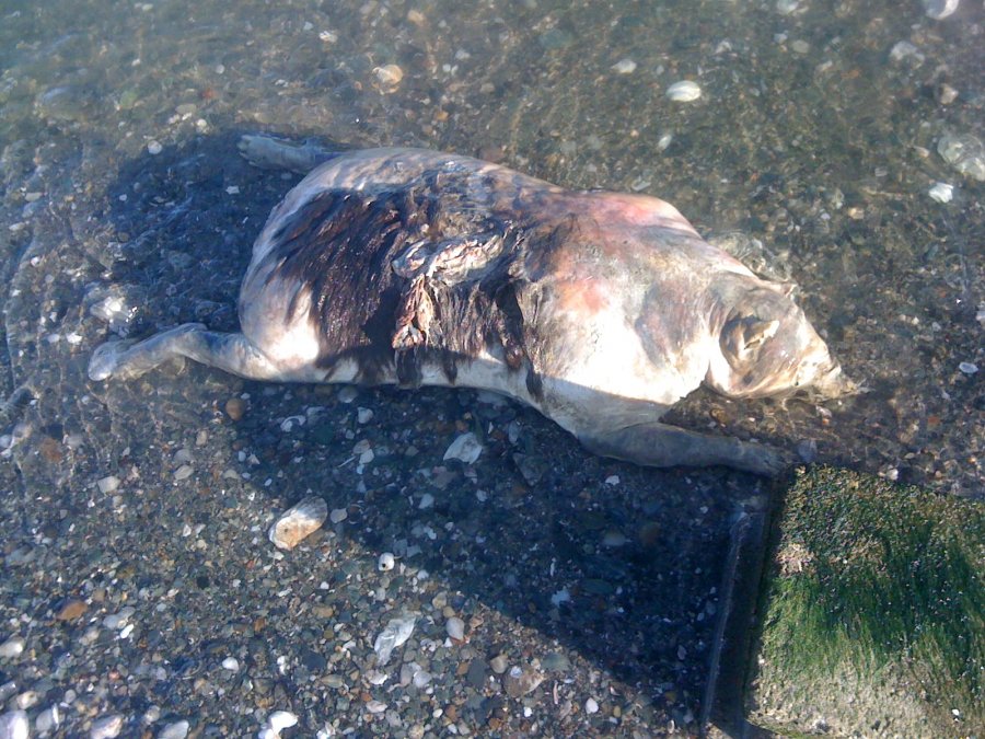 Found along the beach in Milford, CT. 